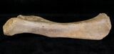 Baby Cave Bear (Ursus spelaeus) Humerus - Russia #18677-2